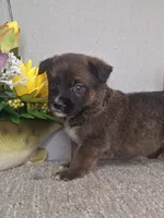 Brantley, a male Australian Shepherd and Dutch Shepherd for sale in Jasonville, IN – Photo 2 of 5