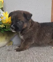 Brantley, a male Australian Shepherd and Dutch Shepherd for sale in Jasonville, IN – Photo 3 of 5