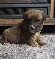 Brantley, a male Australian Shepherd and Dutch Shepherd for sale in Jasonville, IN – Photo 2 of 5