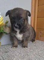 Brantley, a male Australian Shepherd and Dutch Shepherd for sale in Jasonville, IN – Photo 4 of 5