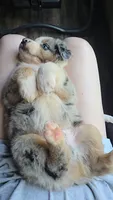 Boots Boy # 1, a male Australian Shepherd for sale in Jasonville, IN – 2 of 5