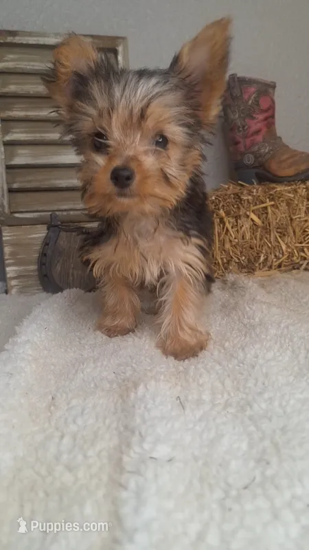 Lilly, a female Yorkshire Terrier for sale in Jasonville, IN – 1 of 4
