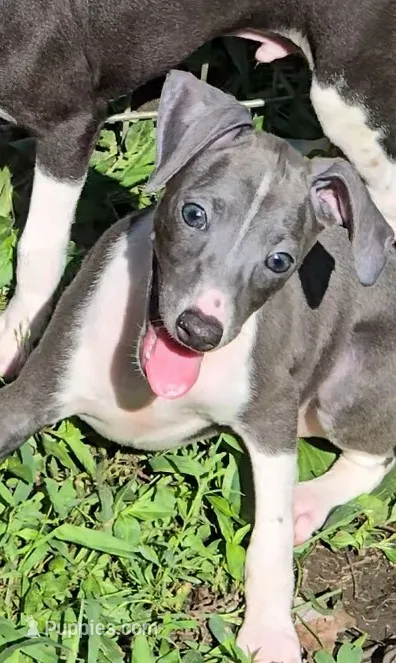 Norwood's Pup # 1 – Italian Greyhound puppy for sale in Jasonville, IN