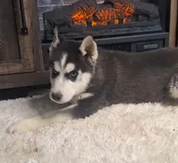 Levin/make offer, a male Siberian Husky for sale in Jasonville, IN – Photo 2 of 4