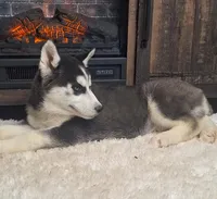 Levin/make offer, a male Siberian Husky for sale in Jasonville, IN – Photo 3 of 4