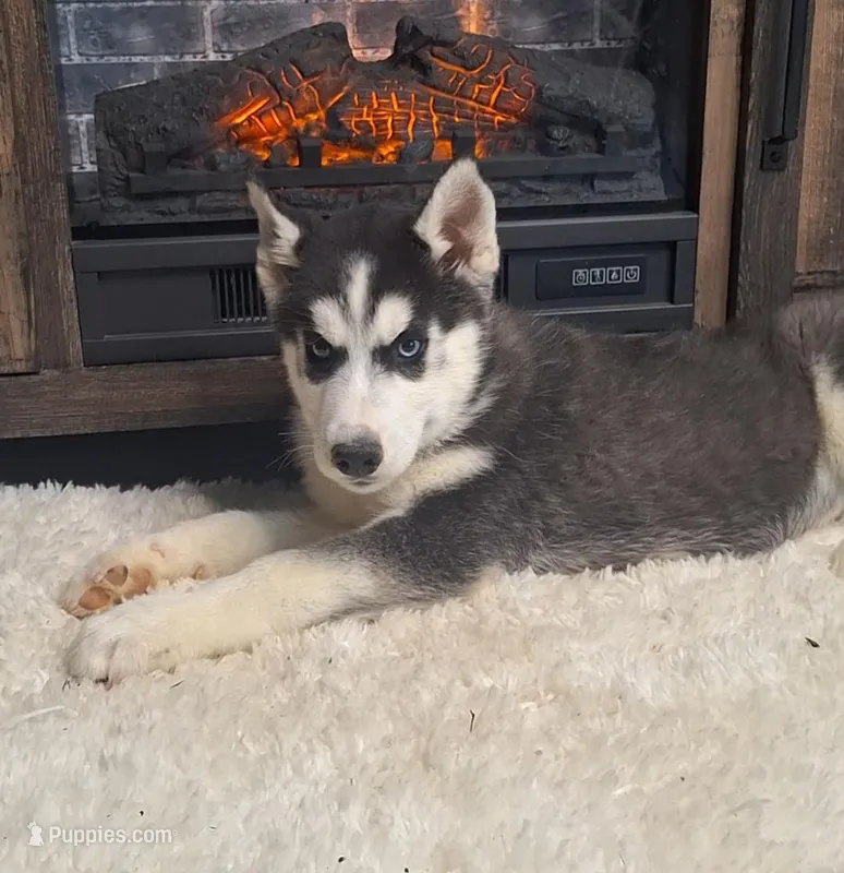 Levin/make offer – Siberian Husky puppy for sale in Jasonville, IN