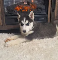 Levin/make offer, a male Siberian Husky for sale in Jasonville, IN – Photo 1 of 4