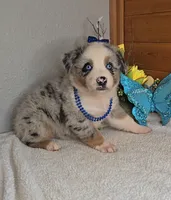 Boots Boy # 1, a male Australian Shepherd for sale in Jasonville, IN – 5 of 5