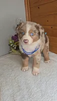 Boots Boy # 3, a male Australian Shepherd for sale in Jasonville, IN – 2 of 7