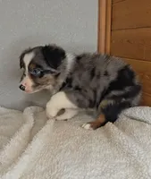 Razzle's blue merle girl # 4, a female Toy Australian Shepherd for sale in Jasonville, IN – 4 of 4
