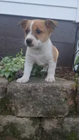 Blaze, a male Jack Russell Terrier and Poodle - Toy  for sale in Jasonville, IN – 3 of 3