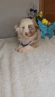 Boots Boy # 2, a male Australian Shepherd for sale in Jasonville, IN – 5 of 5