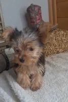 Lilly, a female Yorkshire Terrier for sale in Jasonville, IN – 2 of 4