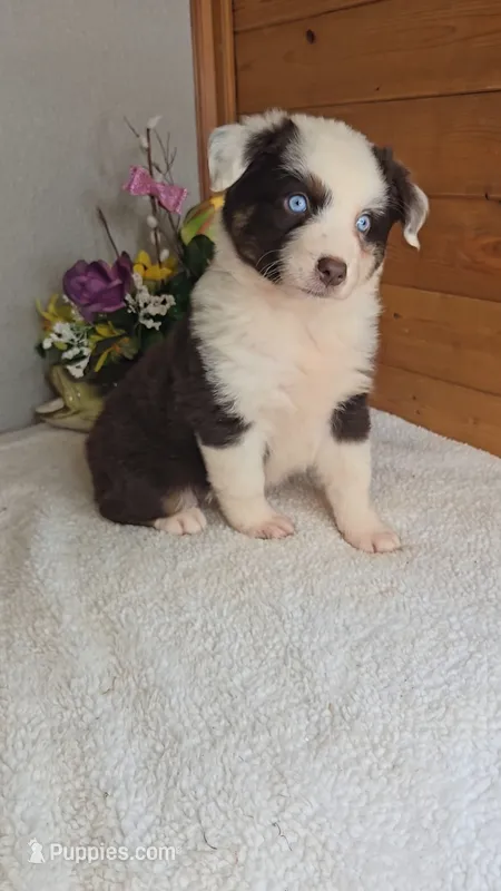 Boots Girl # 7 – Australian Shepherd puppy for sale in Jasonville, IN