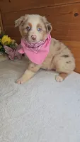 Boots Girl # 5, a female Australian Shepherd for sale in Jasonville, IN – 4 of 6