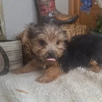 Levin, a male Yorkshire Terrier for sale in Jasonville, IN – 2 of 4