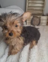 Lilly, a female Yorkshire Terrier for sale in Jasonville, IN – 4 of 4
