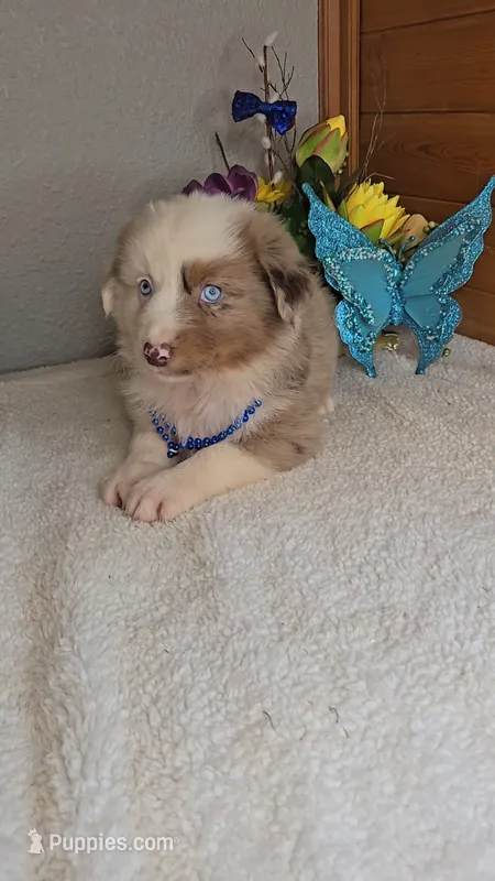 Boots Boy # 2 – Australian Shepherd puppy for sale in Jasonville, IN