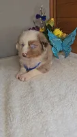 Boots Boy # 2, a male Australian Shepherd for sale in Jasonville, IN – 1 of 5
