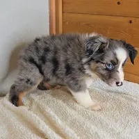 Razzle's blue merle girl # 4, a female Toy Australian Shepherd for sale in Jasonville, IN – 3 of 4
