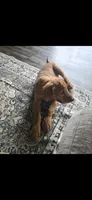 Gabe, a male Golden Retriever for sale in Jasonville, IN – 5 of 6