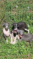 Norwood's Pup # 2, a male Italian Greyhound for sale in Jasonville, IN – 5 of 6