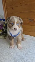 Boots Boy # 3, a male Australian Shepherd for sale in Jasonville, IN – 6 of 7