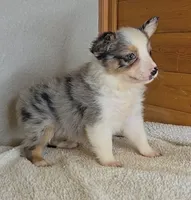 Razzle's blue merle girl # 3, a female Toy Australian Shepherd for sale in Jasonville, IN – 7 of 8