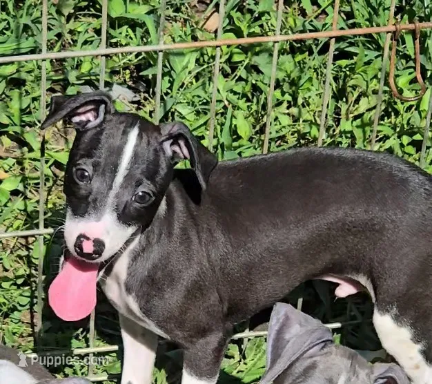 Norwood's Pup # 2 – Italian Greyhound puppy for sale in Jasonville, IN