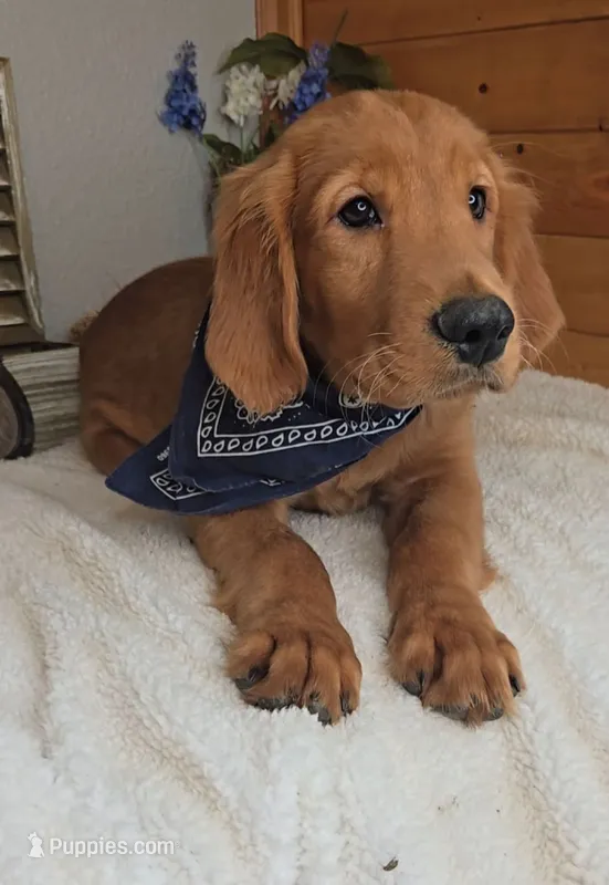 Gabe – Golden Retriever puppy for sale in Jasonville, IN