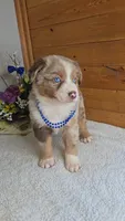 Boots Boy # 3, a male Australian Shepherd for sale in Jasonville, IN – 7 of 7