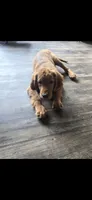 Gabe, a male Golden Retriever for sale in Jasonville, IN – 4 of 6