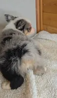 Razzle's blue merle girl # 3, a female Toy Australian Shepherd for sale in Jasonville, IN – 5 of 8