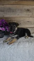 Pink, a female German Shepherd Dog for sale in Jasonville, IN – Photo 5 of 8