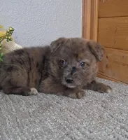 Blake, a male Australian Shepherd and Dutch Shepherd for sale in Jasonville, IN – Photo 2 of 5