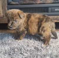 Blake, a male Australian Shepherd and Dutch Shepherd for sale in Jasonville, IN – Photo 3 of 5