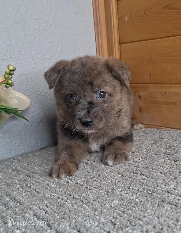 Blake – Australian Shepherd, Dutch Shepherd puppy for sale in Jasonville, IN