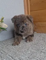 Blake, a male Australian Shepherd and Dutch Shepherd for sale in Jasonville, IN – Photo 1 of 5