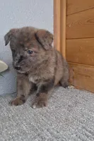 Blake, a male Australian Shepherd and Dutch Shepherd for sale in Jasonville, IN – Photo 4 of 5