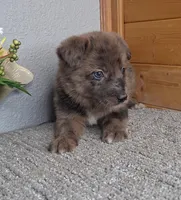 Blake, a male Australian Shepherd and Dutch Shepherd for sale in Jasonville, IN – Photo 3 of 5