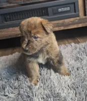 Blake, a male Australian Shepherd and Dutch Shepherd for sale in Jasonville, IN – Photo 2 of 5