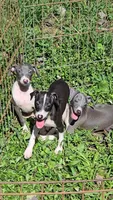 Norwood's Pup # 2, a male Italian Greyhound for sale in Jasonville, IN – 3 of 6