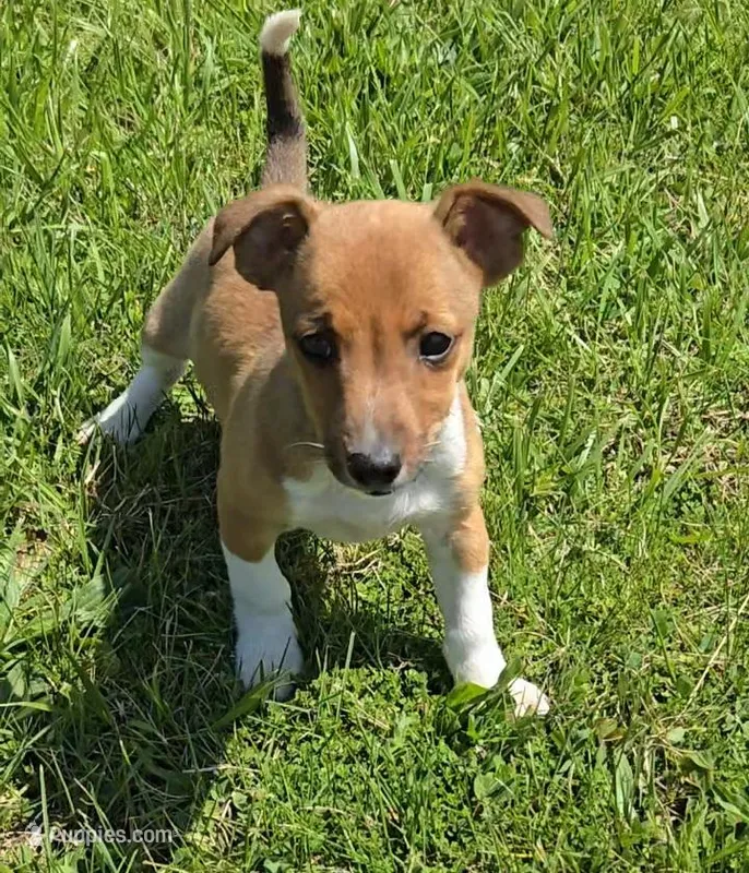 Rascal – Shetland Sheepdog, Jack Russell Terrier puppy for sale in Jasonville, IN