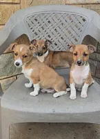 Rascal, a male Shetland Sheepdog and Jack Russell Terrier for sale in Jasonville, IN – Photo 4 of 9