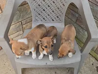 Rascal, a male Shetland Sheepdog and Jack Russell Terrier for sale in Jasonville, IN – Photo 6 of 9