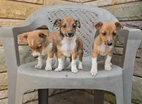 Rascal, a male Shetland Sheepdog and Jack Russell Terrier for sale in Jasonville, IN – Photo 2 of 9
