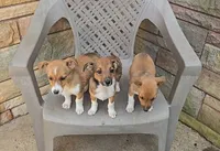 Rascal, a male Shetland Sheepdog and Jack Russell Terrier for sale in Jasonville, IN – Photo 5 of 9