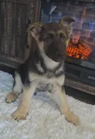 Zorro, a male German Shepherd Dog for sale in Jasonville, IN – Photo 2 of 7