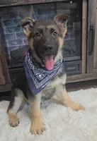 Zorro, a male German Shepherd Dog for sale in Jasonville, IN – Photo 3 of 7