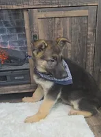 Zorro, a male German Shepherd Dog for sale in Jasonville, IN – Photo 4 of 7